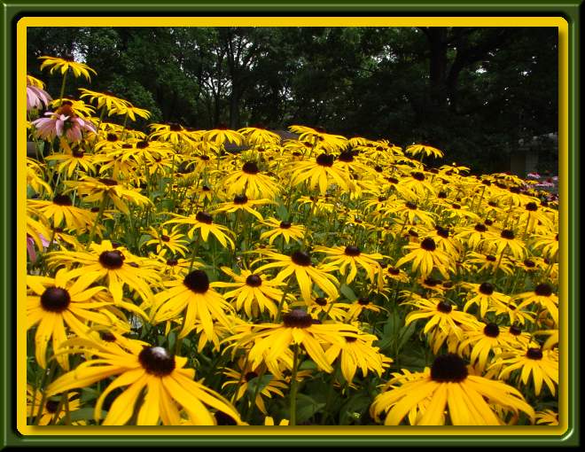 Blackeyed Susans