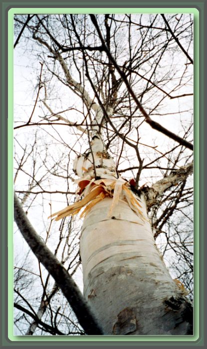 Birch in Winter