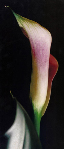 calla.jpg (42987 bytes)