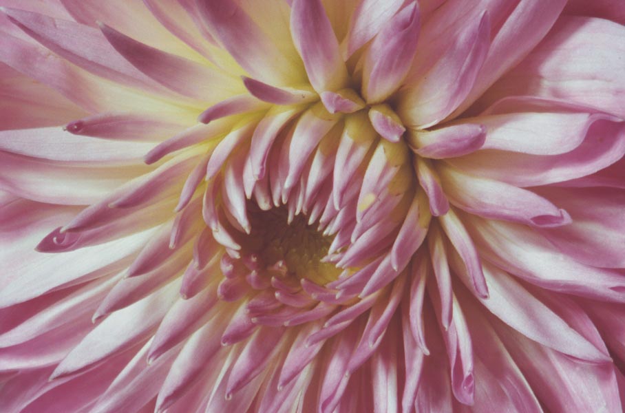 dahlia-08-15a.jpg (122357 bytes)