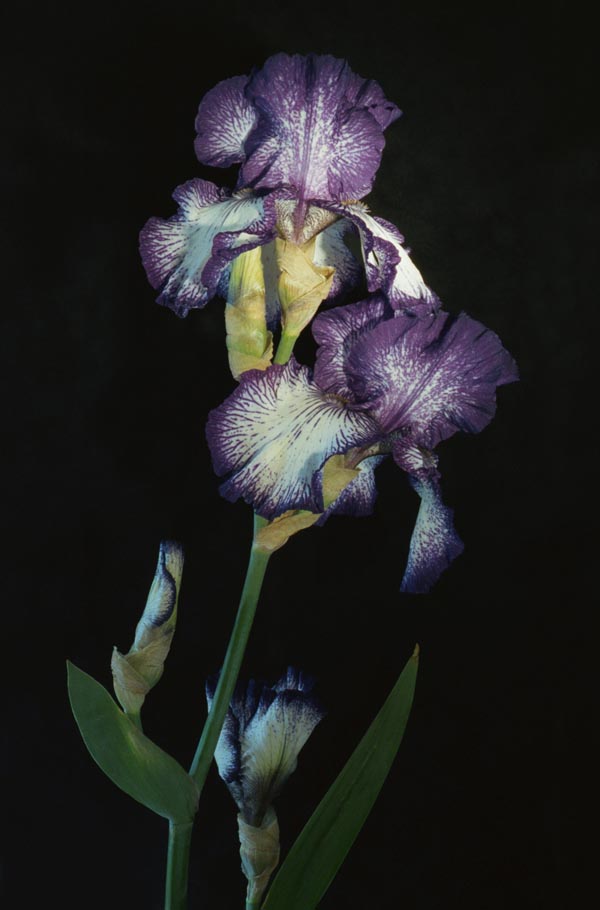 iris-03-8a.jpg (53490 bytes)