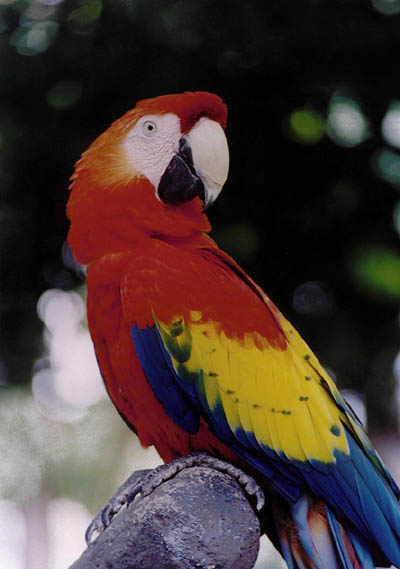 macaw.jpg (67699 bytes)