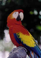 macaw.jpg (67699 bytes)