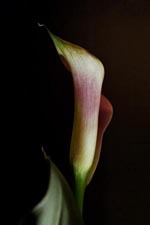 pink-calla-14-3-tn.jpg (42987 bytes)