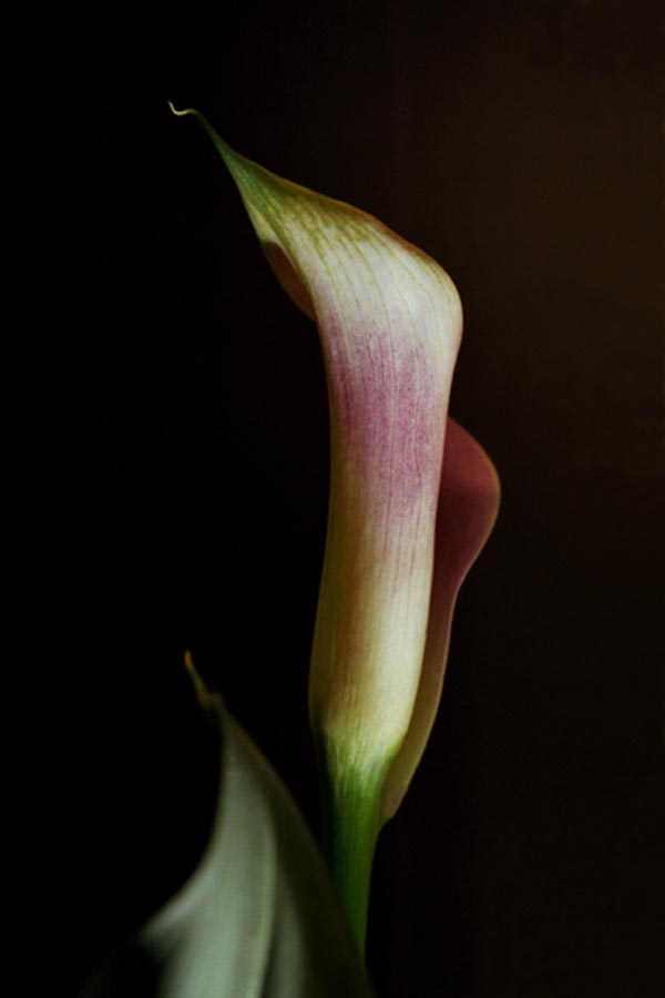 pink-calla-14-3.jpg (42987 bytes)