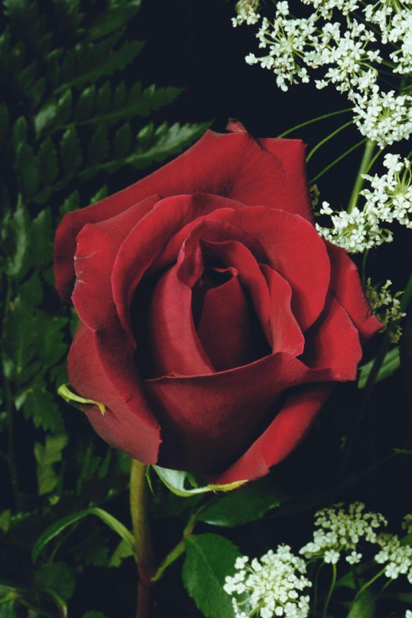 red-rose-11-8a9.jpg (42987 bytes)