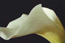 white-calla-09-6-tn.jpg (53302 bytes)