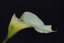 white-calla-10-21a-tn.jpg (55110 bytes)