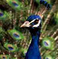 peacock