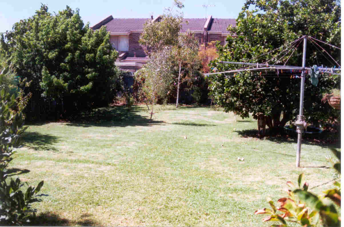 backyard2.jpg