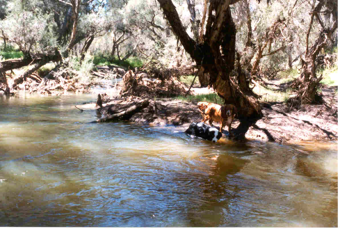 dogsmooreriver.jpg