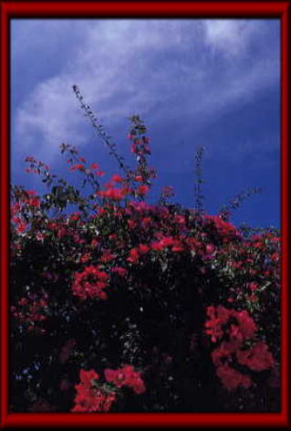 Bougainvillea