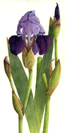 Iris