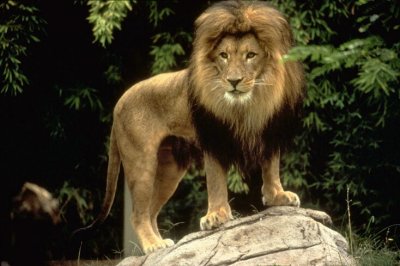 lion