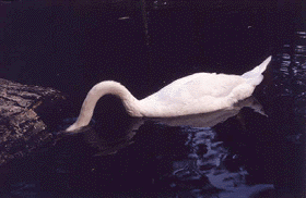 Swan