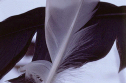 Feathers