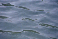 Water surface #11