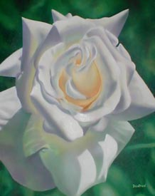 White Rose