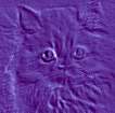 Purple Kitty