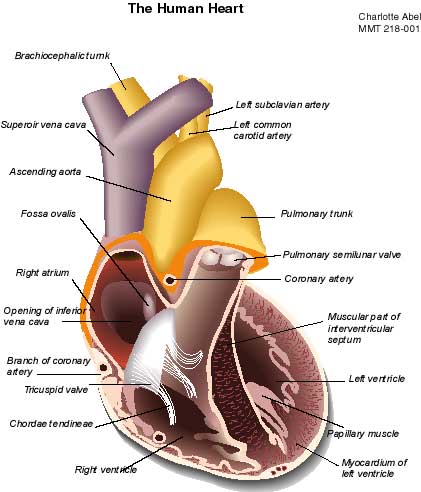 heart illustration