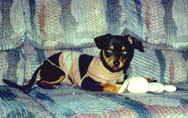 sparky wearing an argyle sock