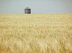 Wheat bin