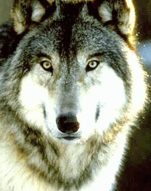 wolfface.jpg (28052 bytes)