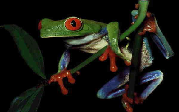 SageMonkey's Frog