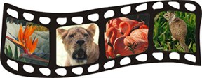 Filmstrip Graphic