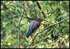 Green Heron