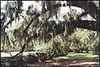 Shot of Trees in front of House with Spanish Moss