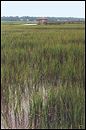 The Marsh Behind the Sea View Inn