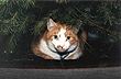 One of my cats, Rusty - Under the Christmas Tree!