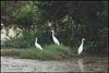 Three Egrets at the swamp