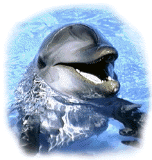 dolphin