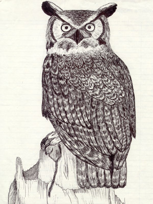 Great Horned Owl