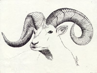 Dall Ram