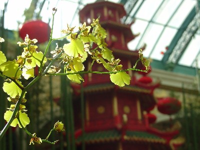 Orchid Temple