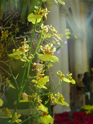 Yellow Orchids