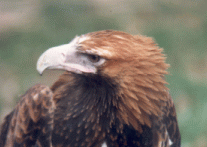 EAGLE 1