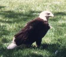 EAGLE 2