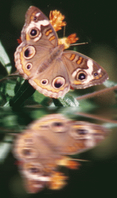 Butterfly Reflection