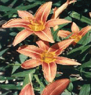 DAY LILY