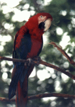 PARROT 1