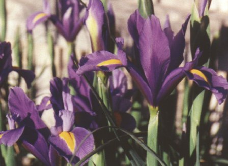 Purple Irises