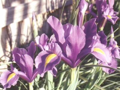 Purple Irises