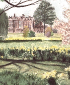 Sandringham Daffodils