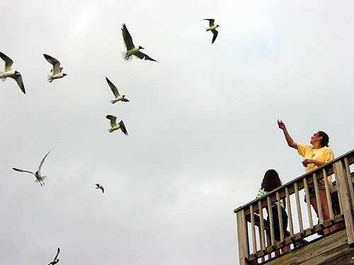 Hatteras_gulls