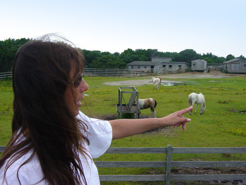 Ocracoke_Ponies