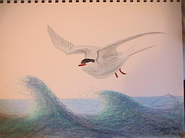 Tern